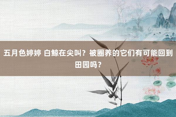 五月色婷婷 白鲸在尖叫？被圈养的它们有可能回到田园吗？