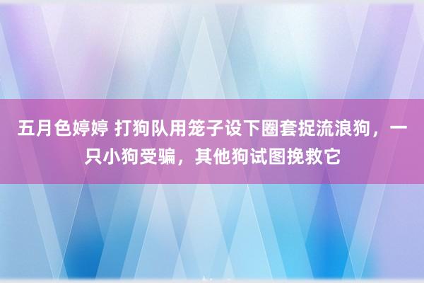 五月色婷婷 打狗队用笼子设下圈套捉流浪狗，一只小狗受骗，其他狗试图挽救它