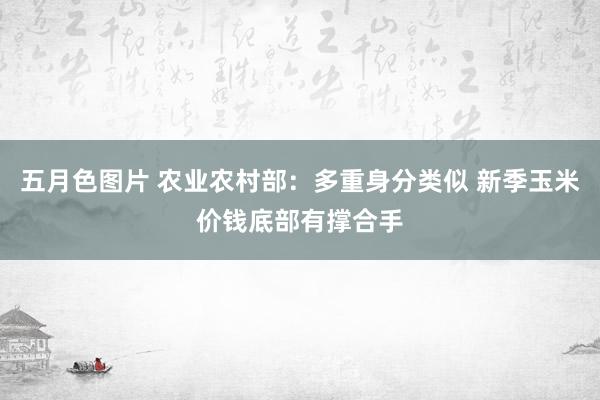 五月色图片 农业农村部：多重身分类似 新季玉米价钱底部有撑合手