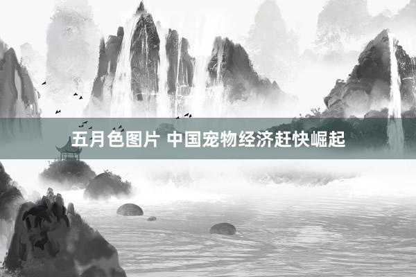 五月色图片 中国宠物经济赶快崛起