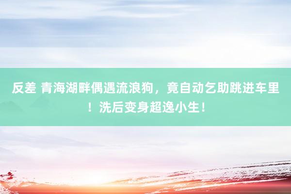 反差 青海湖畔偶遇流浪狗，竟自动乞助跳进车里！洗后变身超逸小生！